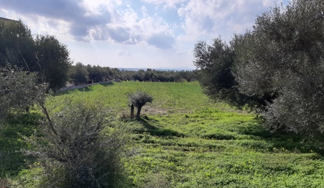 Land plot in Chora, Samos